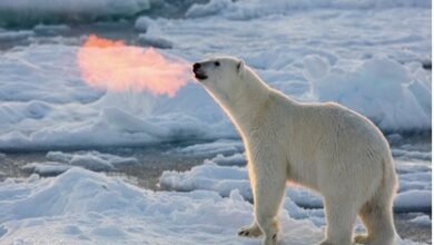 Polar bear mouth fire: क्या आपने देखा है पोलर बियर के मुंह से आग निकलते, तस्वीर देखकर नहीं होगा यकीन