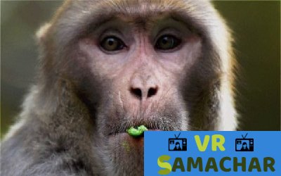 भारत से पाकिस्तान जा पहुंचा बंदर, जू अधिकारी बोले- पिंजरे में नहीं है जगह, इसलिए मदारी को दिया