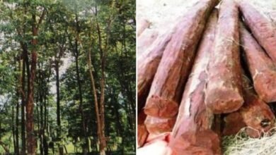 Red Chandan Farming : लाल चन्दन की खेती से कमाए करोड़ो रूपये,जानिए कैसे? Red Chandan Farming : लाल चन्दन की खेती से कमाए करोड़ो रूपये,जानिए कैसे?