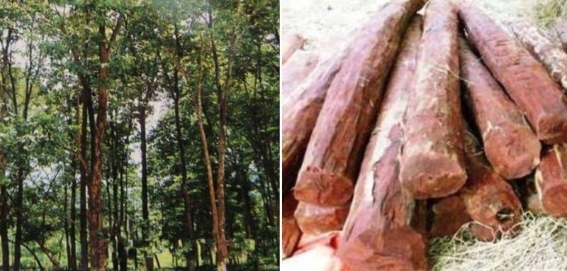 Red Chandan Farming : लाल चन्दन की खेती से कमाए करोड़ो रूपये,जानिए कैसे?