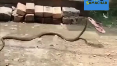 चप्पल लेकर भागा सांप, महिला को काटने आ रहा था जहरीला सांप, अपने बचाव में चप्पल फेंककर मारी, देखें वीडियों…