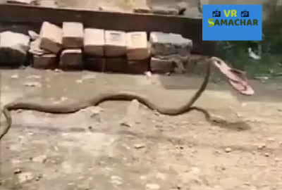 चप्पल लेकर भागा सांप, महिला को काटने आ रहा था जहरीला सांप, अपने बचाव में चप्पल फेंककर मारी, देखें वीडियों…