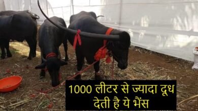 Buffalo Milk : 1000 लीटर से ज्यादा दूध देती है ये भैंस, करनी है मोटी कमाई तो जानिए