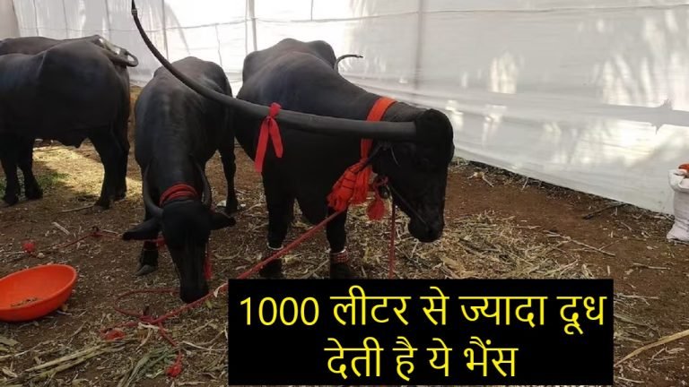 Buffalo Milk : 1000 लीटर से ज्यादा दूध देती है ये भैंस, करनी है मोटी कमाई तो जानिए