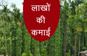 ये खेती कराएगी मोटी कमाई, कम लागत में होगा ज्यादा मुनाफा, जाने खेती करने का आसान तरीका