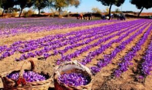 Most Expensive Farming : दुनिया के सबसे कीमती पौधे की खेती,जानिए कितना होगा लाभ, कैसे करे लाल सोने की खेती