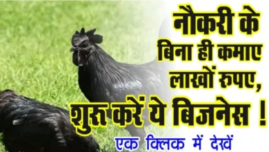 Small Business Idea: नौकरी के बिना ही कमाए लाखों रुपए, शुरू करें ये बिज़नेस, देखे पूरी खबर