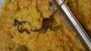 Snake in Mid Day Meal : सरकारी स्कूल के 100 से ज्यादा बच्चे बीमार, मिड डे मील में निकला सांप, मचा हड़कंप Snake in Mid Day Meal : सरकारी स्कूल के 100 से ज्यादा बच्चे बीमार, मिड डे मील में निकला सांप, मचा हड़कंप