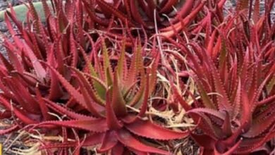 benefits of red aloe vera:रेड एलोवेरा के गजब के फायदे, ब्लड शुगर के साथ पीरियड को भी करता है रेगुलर