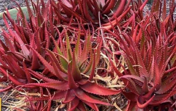 benefits of red aloe vera:रेड एलोवेरा के गजब के फायदे, ब्लड शुगर के साथ पीरियड को भी करता है रेगुलर