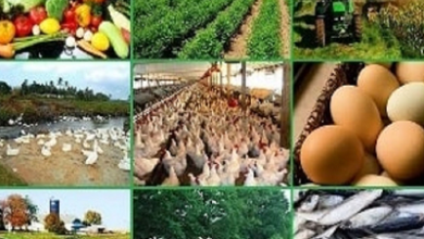 Business Ideas: काम की तलाश में छोड़िए शहर जाने का झंझट, गांव में रहकर शुरू करें ये बिजनेस, होगा बंपर मुनाफा!