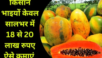 किसान भाइयों केवल सालभर में 18 से 20 लाख रुपये ऐसे कमाएं – Papaya Farming Business Idea किसान भाइयों केवल सालभर में 18 से 20 लाख रुपये ऐसे कमाएं – Papaya Farming Business Idea
