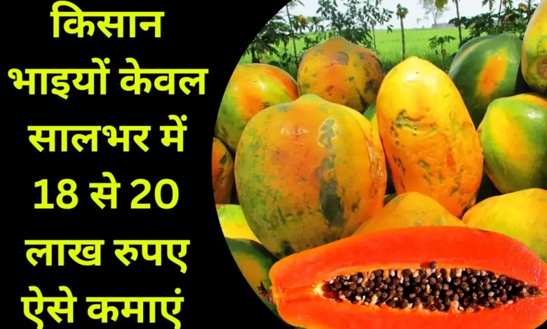 किसान भाइयों केवल सालभर में 18 से 20 लाख रुपये ऐसे कमाएं – Papaya Farming Business Idea किसान भाइयों केवल सालभर में 18 से 20 लाख रुपये ऐसे कमाएं – Papaya Farming Business Idea