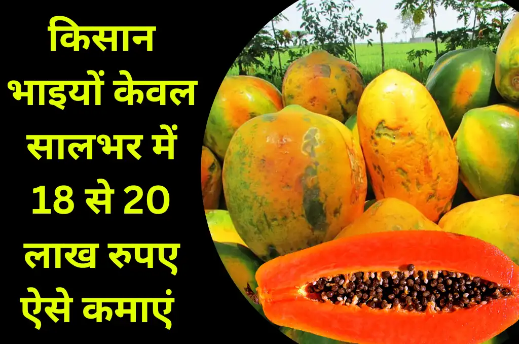 किसान भाइयों केवल सालभर में 18 से 20 लाख रुपये ऐसे कमाएं – Papaya Farming Business Idea किसान भाइयों केवल सालभर में 18 से 20 लाख रुपये ऐसे कमाएं – Papaya Farming Business Idea