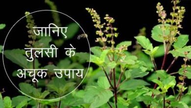Tulsi Astrology : भूलकर भी इस दिन न डाले तुलसी में पानी, वरना सास-बहू के झगड़ों से घर में रहेगी अशांति
