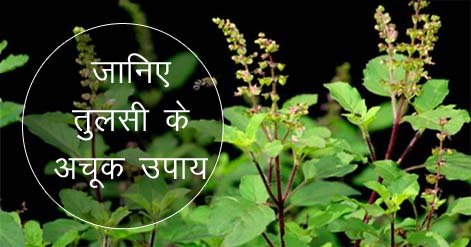 Tulsi Astrology : भूलकर भी इस दिन न डाले तुलसी में पानी, वरना सास-बहू के झगड़ों से घर में रहेगी अशांति