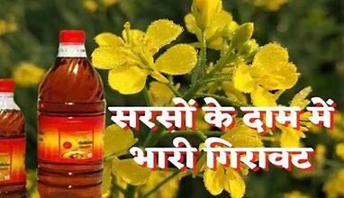 SARSO ; बारिश के मौसम के बाद सरसों के तेल के दामो में आई भारी गिरावट ,1 लीटर तेल का दाम जानकर लोग दोड़े
