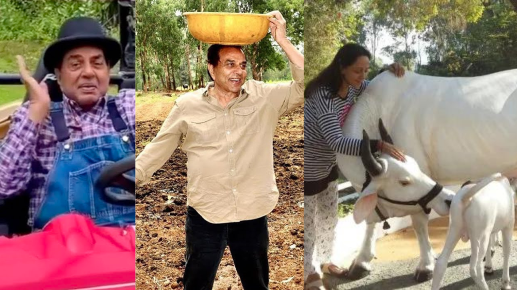 धर्मेंद्र करोड़ों की सम्पति होने के बावजूद भी दूर इस जंगल में बिता रहे अपना बुढ़ापा, पत्नी हेमा तो निकाल रही है यहाँ गाय का दूध देखे ये तस्वीरें