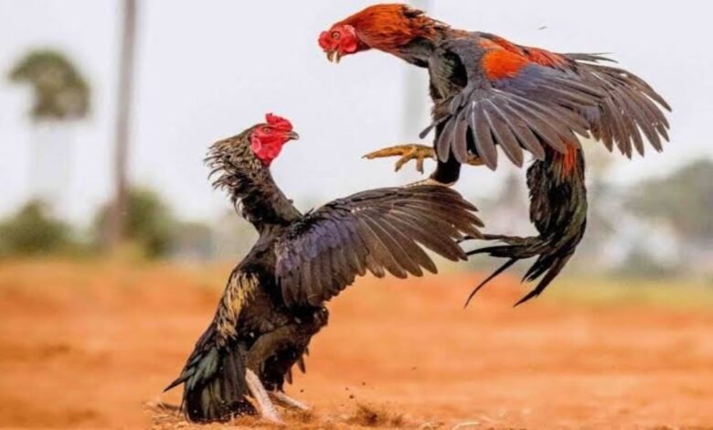 Aseel Murgi : इस मुर्गी का अंडा बिकता 100 रुपए का एक, हर साल देती है सिर्फ 60 से 70 अंडे, जानिए आखिर क्या है खासियत Aseel Murgi : इस मुर्गी का अंडा बिकता 100 रुपए का एक, हर साल देती है सिर्फ 60 से 70 अंडे, जानिए आखिर क्या है खासियत