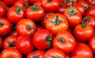 टमाटर का दाम बढ़कर हुआ 200 रूपए किलो, बारिश है असली कारण टमाटर के बढ़ते भाव का