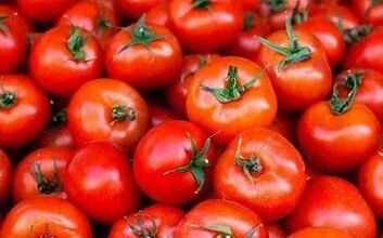 टमाटर की कीमतों में फिर लगी आग, जानें कितना हो गया महंगा, जाने आज का ताजा भाव